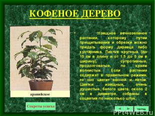 КОФЕНОЕ ДЕРЕВО Изящное вечнозеленое растение, которому путем прищипывания и обре