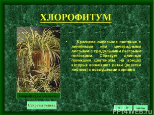 ХЛОРОФИТУМ Красивое ампельное растение с линейными или мечевидными листьями с пр