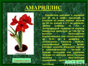 АМАРИЛЛИС Луковичное растение с огромной (до 20 см в диам.) луковицей, и розетко
