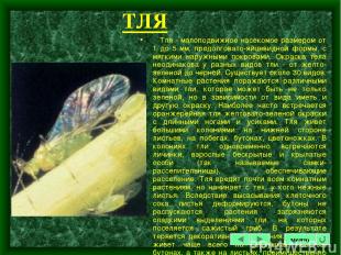 ТЛЯ Тля - малоподвижное насекомое размером от 1 до 5 мм, продолговато-яйцевидной