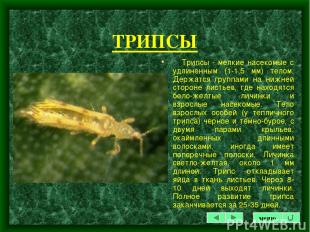 ТРИПСЫ Трипcы - мелкие насекомые с удлиненным (1-1,5 мм) телом. Держатся группам
