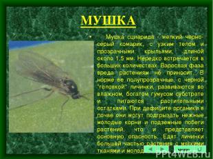 МУШКА Мушка сциарида - мелкий черно-серый комарик, с узким телом и прозрачными к