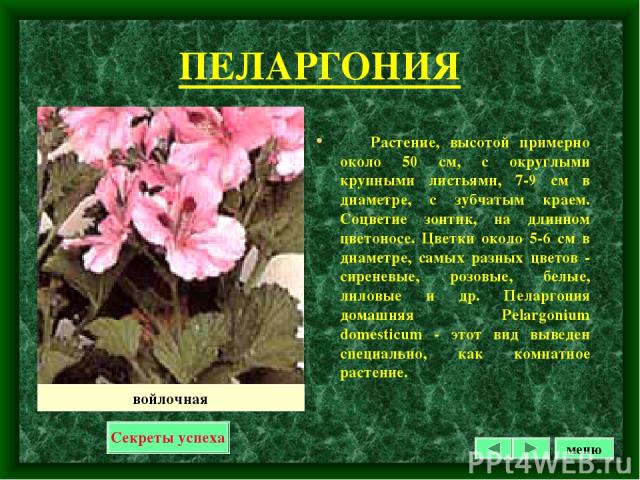 ПЕЛАРГОНИЯ Растение, высотой примерно около 50 см, с округлыми крупными листьями, 7-9 см в диаметре, с зубчатым краем. Соцветие зонтик, на длинном цветоносе. Цветки около 5-6 см в диаметре, самых разных цветов - сиреневые, розовые, белые, лиловые и …