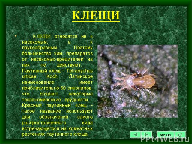 КЛЕЩИ КЛЕЩИ относятся не к насекомым, а к паукообразным. Поэтому большинство хим. препаратов от насекомых-вредителей на них не действуют. Паутинный клещ - Tetranychus urticae Koch. Латинское наименование имеет приблизительно 60 синонимов, что создае…