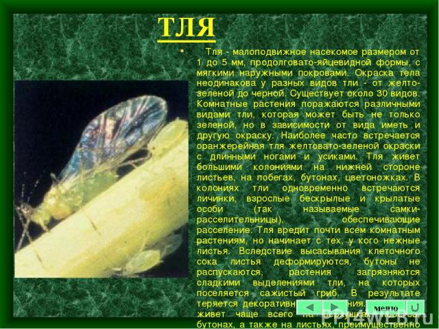 ТЛЯ Тля - малоподвижное насекомое размером от 1 до 5 мм, продолговато-яйцевидной формы, с мягкими наружными покровами. Окраска тела неодинакова у разных видов тли - от желто-зеленой до черной. Существует около 30 видов. Комнатные растения поражаются…