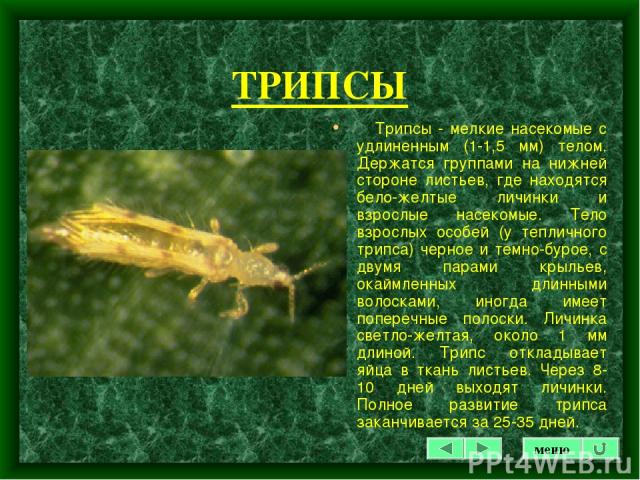 ТРИПСЫ Трипcы - мелкие насекомые с удлиненным (1-1,5 мм) телом. Держатся группами на нижней стороне листьев, где находятся бело-желтые личинки и взрослые насекомые. Тело взрослых особей (у тепличного трипса) черное и темно-бурое, с двумя парами крыл…