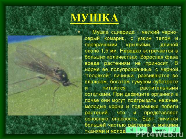 МУШКА Мушка сциарида - мелкий черно-серый комарик, с узким телом и прозрачными крыльями, длиной около 1,5 мм. Нередко встречается в больших количествах. Взрослая фаза вреда растениям не приносит. В норме ее полупрозрачные, с черной 