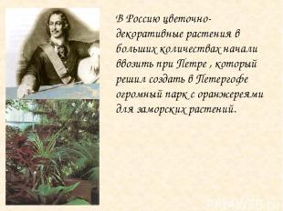В Россию цветочно-декоративные растения в больших количествах начали ввозить при