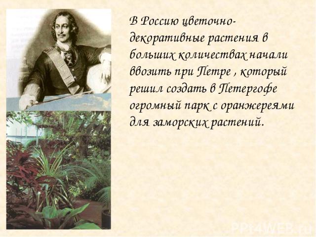 В Россию цветочно-декоративные растения в больших количествах начали ввозить при Петре , который решил создать в Петергофе огромный парк с оранжереями для заморских растений.
