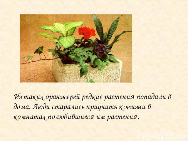 Из таких оранжерей редкие растения попадали в дома. Люди старались приучить к жизни в комнатах полюбившиеся им растения.