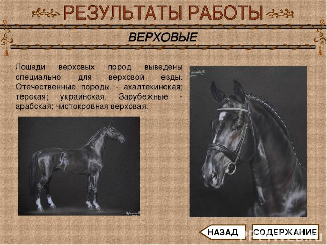 Лошади верховых пород выведены специально для верховой езды. Отечественные породы - ахалтекинская; терская; украинская. Зарубежные - арабская; чистокровная верховая. СОДЕРЖАНИЕ НАЗАД