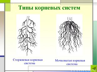 Типы корневых систем Стержневая корневая система Мочковатая корневая система