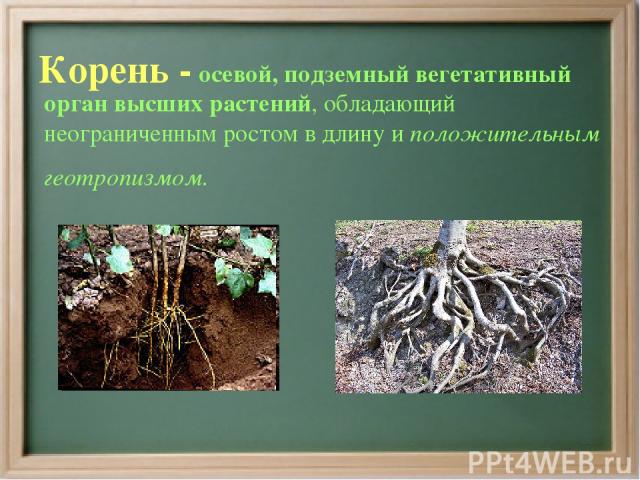 Корень - осевой, подземный вегетативный орган высших растений, обладающий неограниченным ростом в длину и положительным геотропизмом.