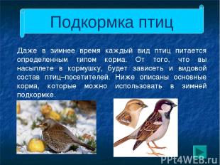 Подкормка птиц Даже в зимнее время каждый вид птиц питается определенным типом к
