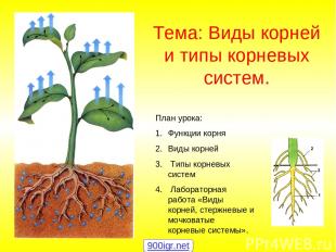 Тема: Виды корней и типы корневых систем. План урока: Функции корня Виды корней