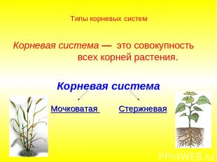 Типы корневых систем Корневая система — это совокупность всех корней растения. К