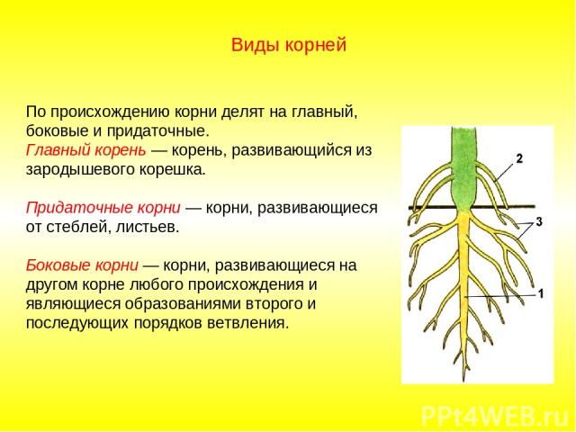 По происхождению корни делят на главный, боковые и придаточные. Главный корень — корень, развивающийся из зародышевого корешка. Придаточные корни — корни, развивающиеся от стеблей, листьев. Боковые корни — корни, развивающиеся на другом корне любого…