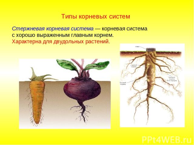 Стержневая корневая система — корневая система с хорошо выраженным главным корнем. Характерна для двудольных растений. Типы корневых систем