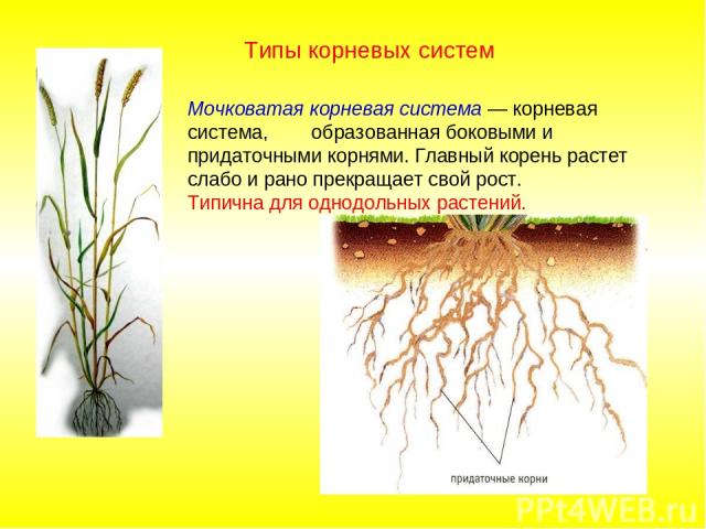 Мочковатая корневая система — корневая система, образованная боковыми и придаточными корнями. Главный корень растет слабо и рано прекращает свой рост. Типична для однодольных растений. Типы корневых систем