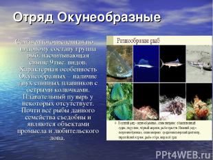 Отряд Окунеобразные Самая многочисленная по видовому составу группа рыб, насчиты
