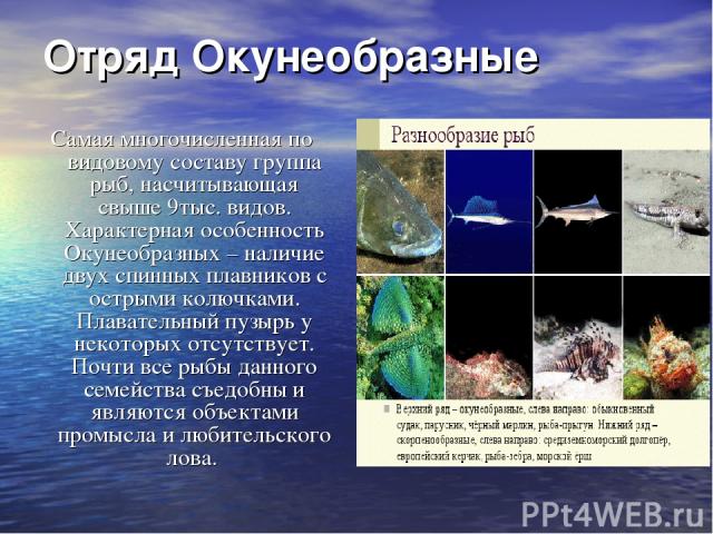 Отряд Окунеобразные Самая многочисленная по видовому составу группа рыб, насчитывающая свыше 9тыс. видов. Характерная особенность Окунеобразных – наличие двух спинных плавников с острыми колючками. Плавательный пузырь у некоторых отсутствует. Почти …