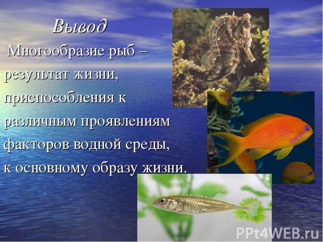 Вывод Многообразие рыб – результат жизни, приспособления к различным проявлениям факторов водной среды, к основному образу жизни.
