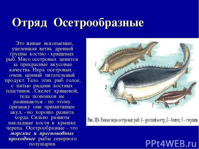 Назовите черты строения древней группы рыб. Отряд Осётрообразные. Признаки отряда Осетрообразные рыбы. Отряд Осетрообразные представители. Класс костные рыбы Осетрообразные.