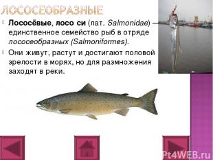 Лососёвые, лосо си (лат. Salmonidae) — единственное семейство рыб в отряде лосос