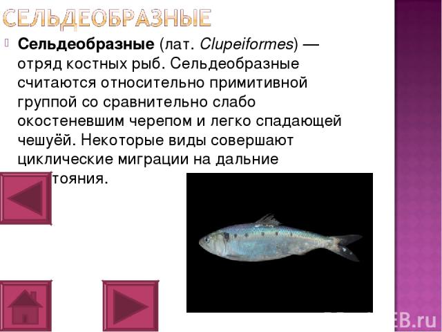 Сельдеобразные (лат. Clupeiformes) — отряд костных рыб. Сельдеобразные считаются относительно примитивной группой со сравнительно слабо окостеневшим черепом и легко спадающей чешуёй. Некоторые виды совершают циклические миграции на дальние расстояния.