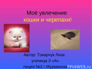 Моё увлечение кошки и черепахи! Автор: Токарчук Лиза ученица 3 «А» лицея №2 г.Му
