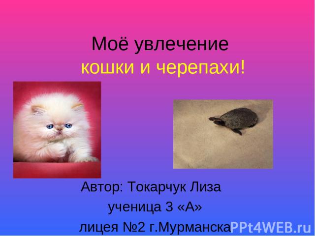Моё увлечение кошки и черепахи! Автор: Токарчук Лиза ученица 3 «А» лицея №2 г.Мурманска