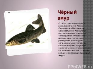 Чёрный амур С 1972 г. запрещен вылов в российской части Амура. Охраняется в Боло