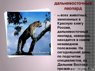 дальневосточный леопард Из всех животных, занесенных в Красную книгу России, дал