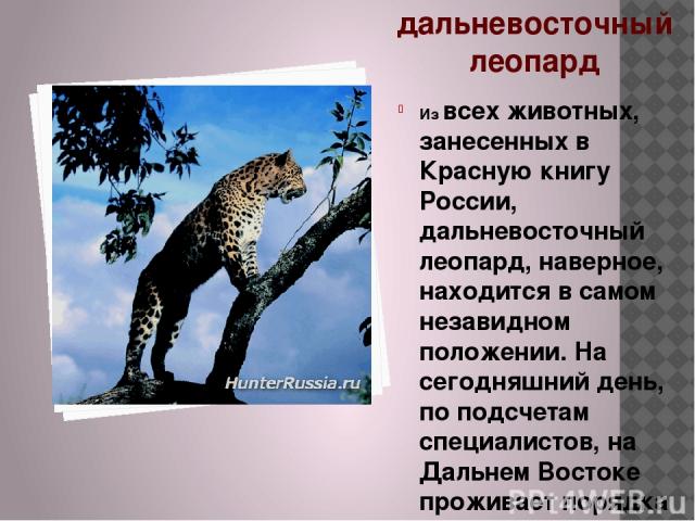 дальневосточный леопард Из всех животных, занесенных в Красную книгу России, дальневосточный леопард, наверное, находится в самом незавидном положении. На сегодняшний день, по подсчетам специалистов, на Дальнем Востоке проживает порядка 30-40 леопар…