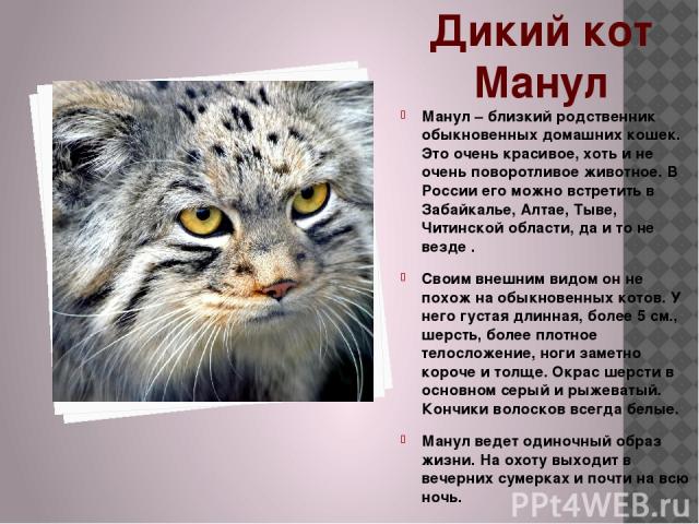 Дикий кот Манул Манул – близкий родственник обыкновенных домашних кошек. Это очень красивое, хоть и не очень поворотливое животное. В России его можно встретить в Забайкалье, Алтае, Тыве, Читинской области, да и то не везде . Своим внешним видом он …