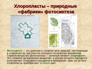 Хлоропласты – природные «фабрики» фотосинтеза Фотосинтез — это длинная и сложная