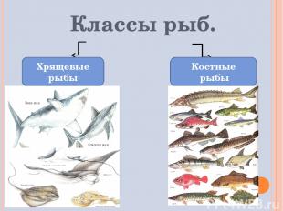 Классы рыб. Хрящевые рыбы Костные рыбы