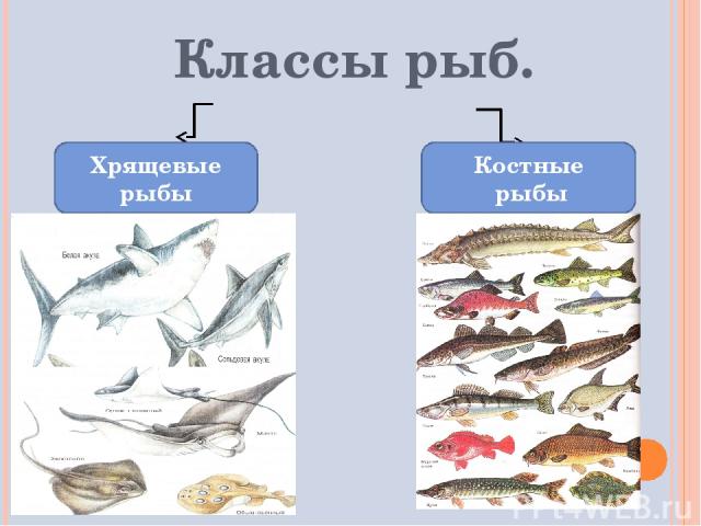 Классы рыб. Хрящевые рыбы Костные рыбы