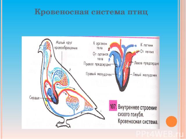 Кровеносная система птиц