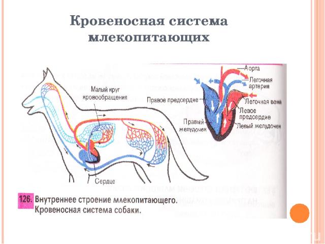 Кровеносная система млекопитающих