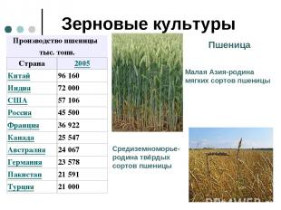 Зерновые культуры Пшеница Малая Азия-родина мягких сортов пшеницы Средиземноморь