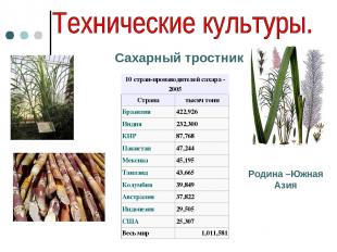 Сахарный тростник Родина –Южная Азия 10 стран-производителей сахара - 2005 Стран