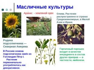 Масличные культуры Родина подсолнечника — Северная Америка В Россию семена подсо