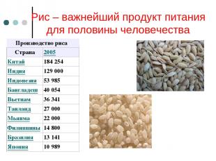 Рис – важнейший продукт питания для половины человечества Производство риса Стра