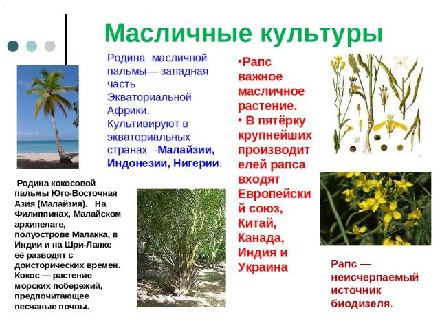 Масличные культуры Рапс — неисчерпаемый источник биодизеля. Рапс важное масличное растение. В пятёрку крупнейших производителей рапса входят Европейский союз, Китай, Канада, Индия и Украина Родина масличной пальмы— западная часть Экваториальной Афри…