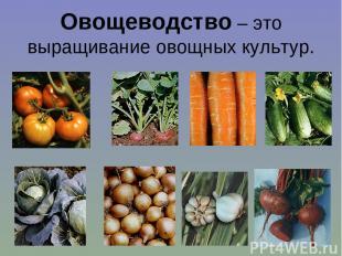Овощеводство – это выращивание овощных культур.