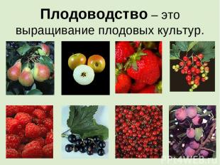 Плодоводство – это выращивание плодовых культур.
