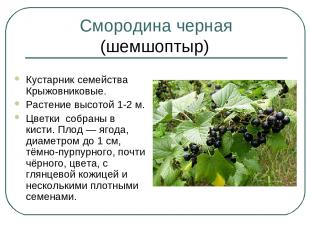 Смородина черная (шемшоптыр) Кустарник семейства Крыжовниковые. Растение высотой