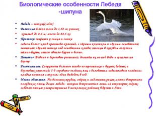 Биологические особенности Лебедя -шипуна Лебедь – шипун(C.olor) Величина Длина т