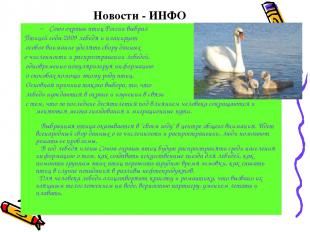 Новости - ИНФО Союз охраны птиц России выбрал Птицей года-2009 лебедя и планируе